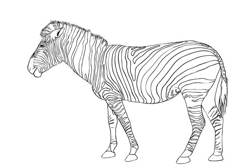 They should be neatly filled in with black crayon, so that alternating light and dark sections remain. Free Printable Zebra Coloring Pages For Kids | Animal Place