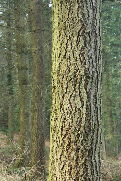 tree bark - Fingle Woods