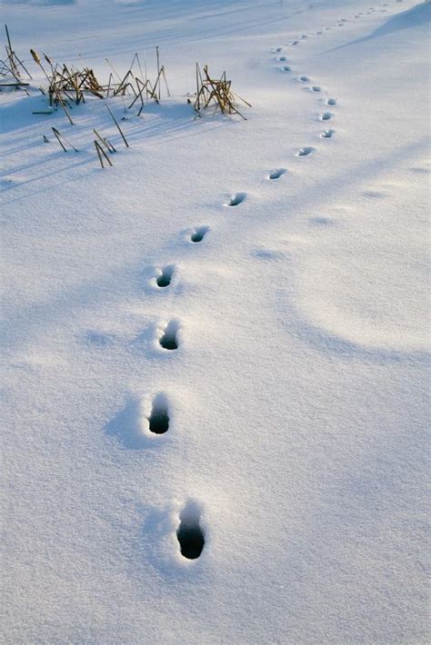 Animal Tracks In Snow Lovetoknow