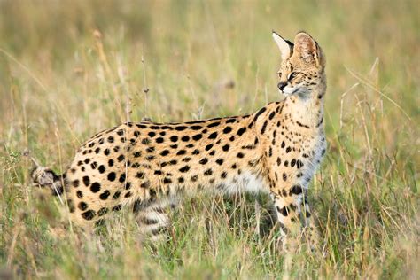 Amazing African Animals The African Small Cats Beautiful Dangerous