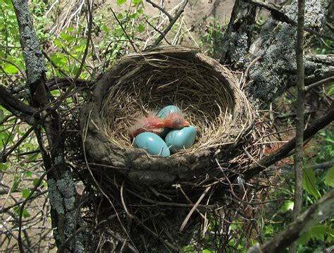 Bird Nests Variety Is Key For The Worlds Avian Architects