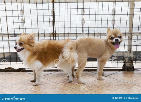 Male And Female Pomeranian Dog Mating Stock Photo Image 42937915