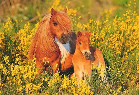 Shetlands Flowers Foal Horses Ponies Meadow Hd Wallpaper Pxfuel