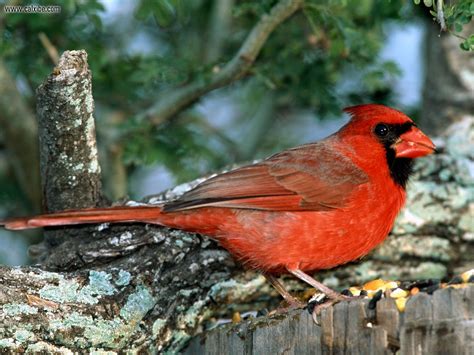 41 Red Cardinal Wallpaper Wallpapersafari