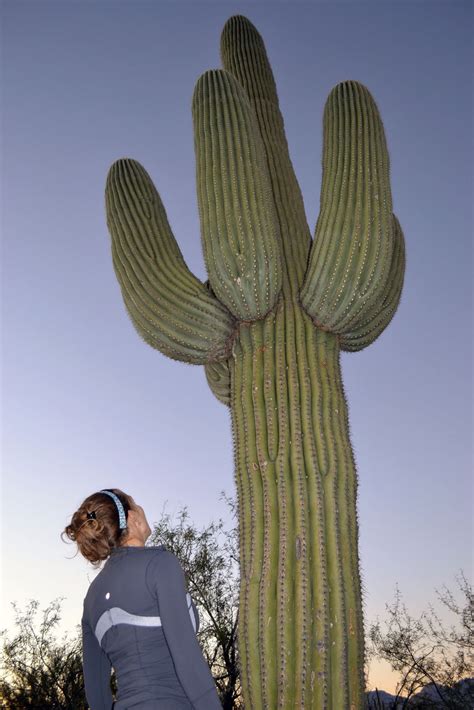I quickly realized, however, that i had absolutely no idea how much (or how little) work it. this might hurt ...: In the Land of the Giant Cactus