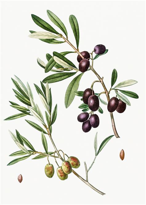 Olive Branch Free Public Domain Illustration 568856