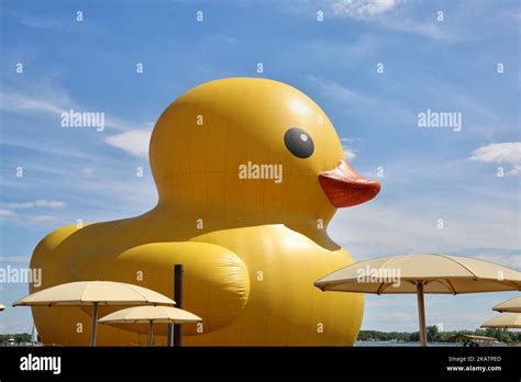 The Worlds Largest Rubber Duck Arrived In Toronto Ontario Canada On