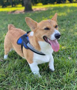 Explore 39 listings for corgi puppies for sale uk at best prices. 5 Best Corgi Breeders in Texas! (2020) We Love Doodles