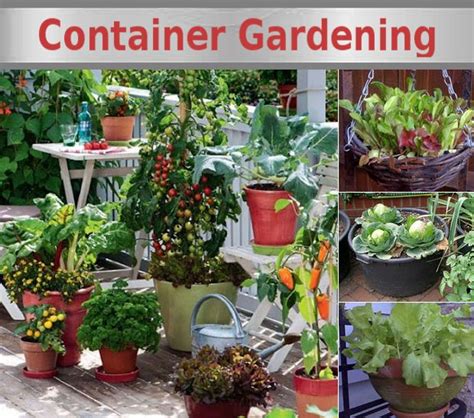 Growing Vegetables In Containers Container Gardening Vegetables