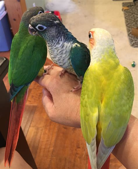 Green Cheek Colors Feisty Feathers