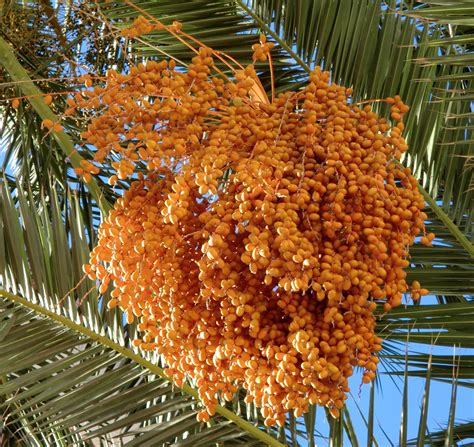 Free Download Hd Wallpaper Food Dates Palm Tree Orange Growth