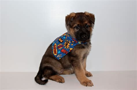 Best german shepherd puppies san antonio tx texas, giant german shepherd puppies, extra large ruger and shannara female 9 weeks old. Tavia 6 week old German Shepherd puppy (With images ...