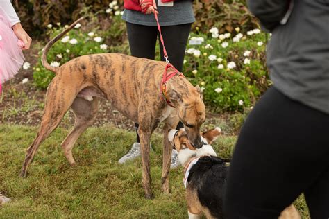 Nutramax laboratories veterinary sciences, inc. Iron Dog Race university of tennessee veterinary college N ...