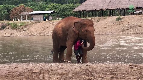 Elephant Acts Protective Over Her Favourite Person Elephantnews Youtube