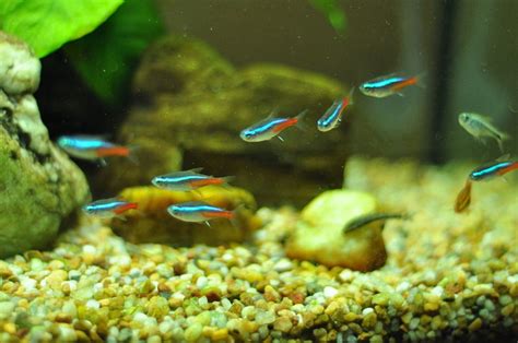 10 Best Schooling Fish For A Freshwater Aquarium Pethelpful