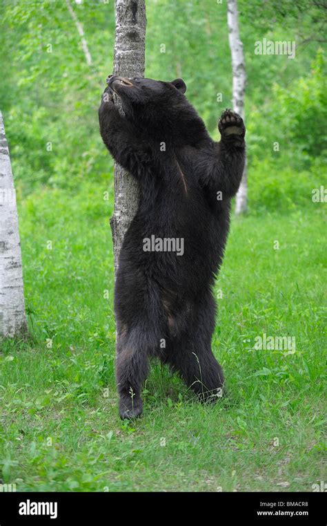 Black Bear Standing In The Woods Hi Res Stock Photography And Images