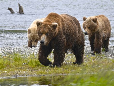 Katmai Bear 94 With 2 Of Her 3 Cubs 6 2019 Katmai NP Alaska Photo