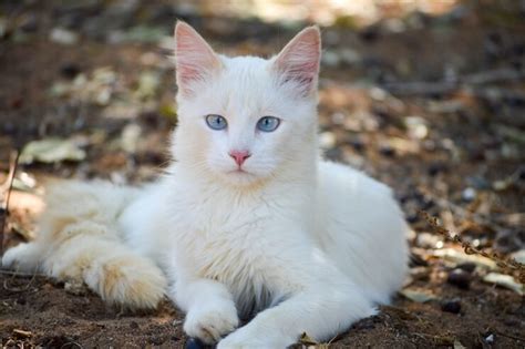 150 Best Native American Cat Names Ideas For Your New Pet All About Cats