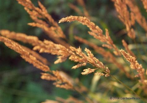 Plantfiles Pictures Feather Reed Grass Feather Reed Grass Karl