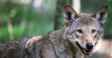 The Critically Endangered Red Wolf Critter Science