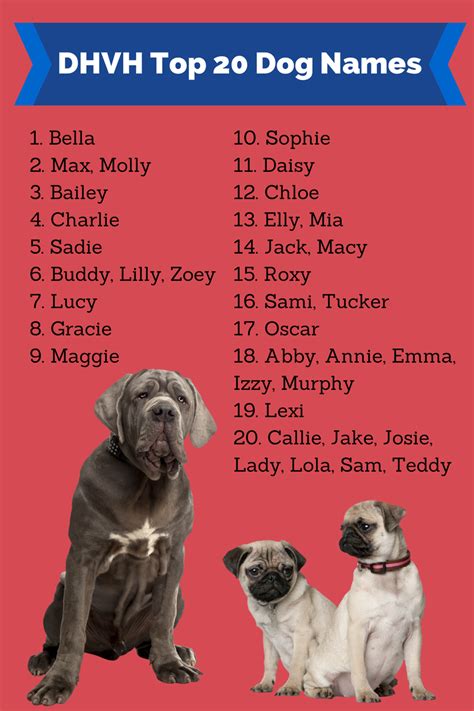 I Love My Dog Natural Pet Health Popular English Bulldog Names