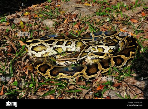 Burmese Python Python Molurus Bivittatus Florida Stock Photo Alamy