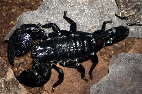 Things You Never Knew About The Emperor Scorpion The Biggest Scorpion