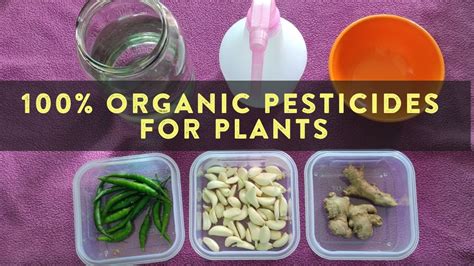 Organic Pesticides For Plants How To Use Ginger Garlic And Green