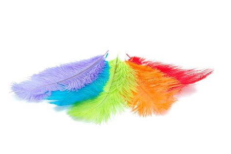 Colorful Fluffy Feathers Isolated Stock Photo Image Of Fluffy