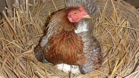 Incubación Natural De Huevos De Gallina Planeta Avícola