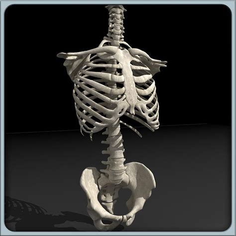 Human Torso Skeleton Male 3d Model Ad Torsohumanskeletonmodel In