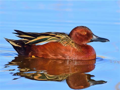 Cinnamon Teal Profile Traits Facts Call Diet Breeding