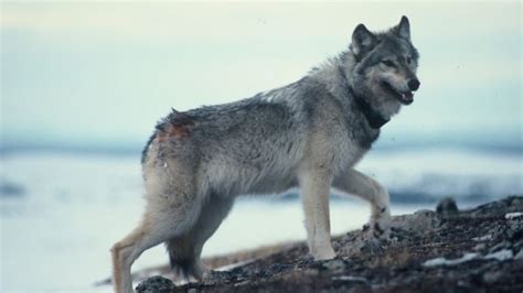 Viimeisimmät twiitit käyttäjältä wolves (@wolves). New study sheds light on relationship between wolves and ...