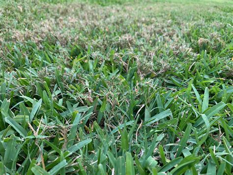 Strange Grass Mixed In St Augustine Lawn In Florida Lawn Care Forum