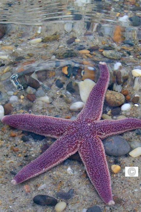 Purple Starfish In The Waves Photography Starfish Sea Sea World
