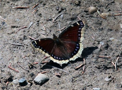 Mourning cloaks can be found in forests and in a variety of open habitats. Beaver Boardwalk Blog: Mourning Cloak Butterfly