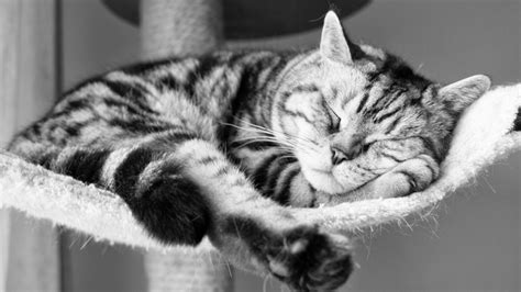 Cat Sleeping Cute Hd Desktop Wallpapers 4k Hd