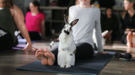 Bunny Yoga Rabbitrescuemn