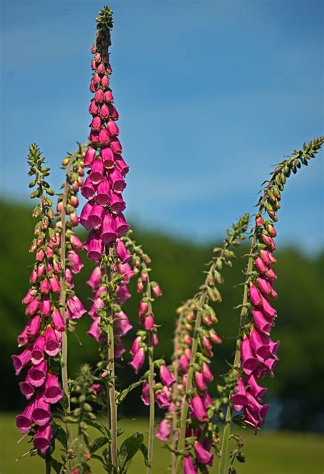 32 Gorgeous Pink Perennial Flowers That Will Bloom Forever