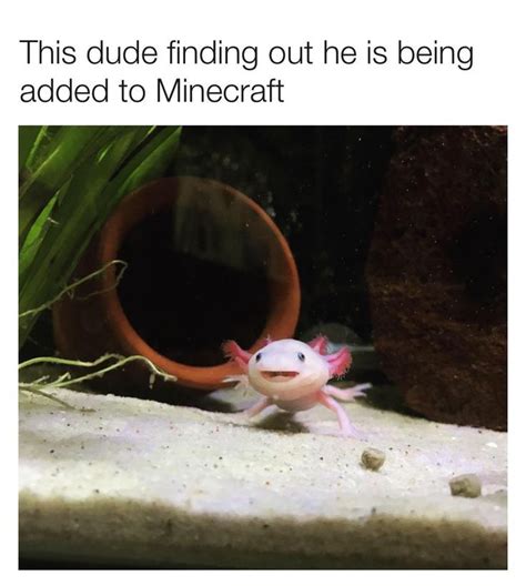 Axolotl Time Minecraft Funny Funny Memes Animal Memes