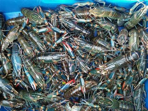 Kandungan gizi ikan air tawar cukup tinggi dan hampir sama dengan ikan air laut, sehingga dianjurkan untuk. Ternakan lobster air tawar di rumah mampu jana pendapatan ...