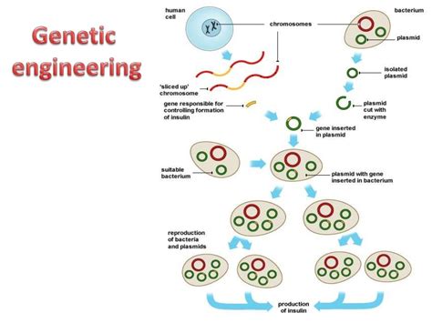 Bioengineering Custom Microbes Genetic Engineeringbioremediationbi