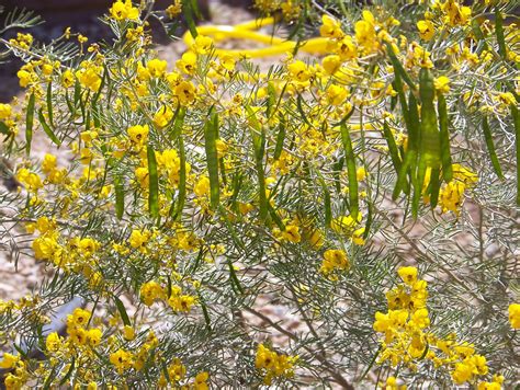 The flowers form a cluster (called a raceme) that can grow up to 8 inches (20 cm) high and emerge from the central petiole of a leaf arrangement. My Garden Gloves: Day Two of the Las Vegas Garden Project