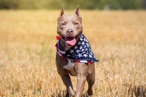 Always see a vet if you suspect. Best Dog Food For Pitbulls (2020) ⋆ PetFoodReviews.Online