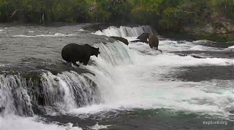 Live Bear Cam Brooks Falls Katmai National Park Alaska