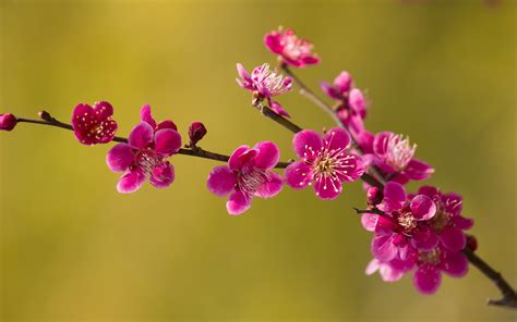 Spring Wallpaper Twig Hd Desktop Wallpapers 4k Hd