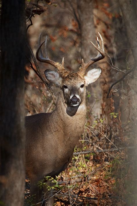 White Tailed Buck Ames Iowa Whitetail Deer Pictures Deer
