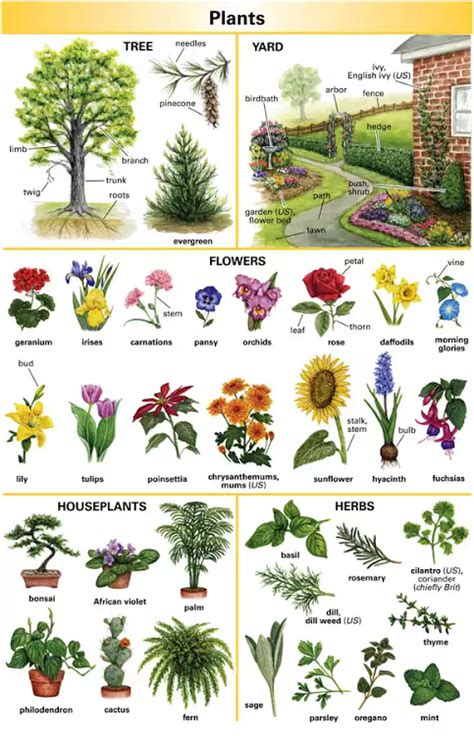Plants Names พฤกษศาสตร์ เรียนภาษาอังกฤษ การทำสวน