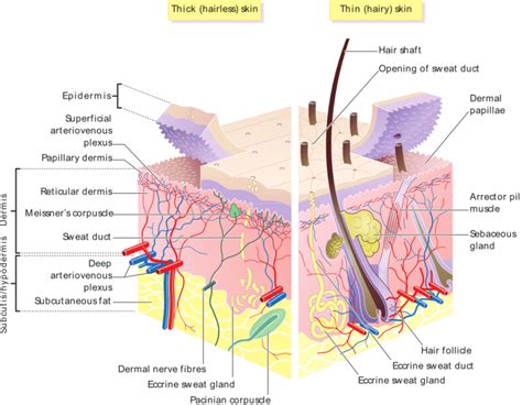 It has many functions which are all protective in nature. Human Skin Anatomy - Structure of Epidermis and Dermis ...