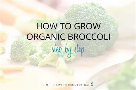 How To Grow Broccoli For Beginners Simple Living Country Gal